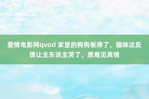爱情电影网qvod 家里的狗狗板滞了，猫咪这反馈让主东谈主哭了，患难见真情