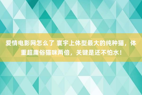 爱情电影网怎么了 寰宇上体型最大的纯种猫，体重超庸俗猫咪两倍，关键是还不怕水！