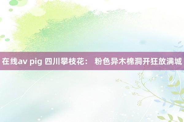 在线av pig 四川攀枝花： 粉色异木棉洞开狂放满城