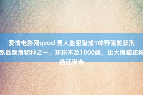 爱情电影网qvod 男人监犯猎捕1峰野骆驼获刑：系最濒危物种之一，环球不及1000峰，比大熊猫还稀奇