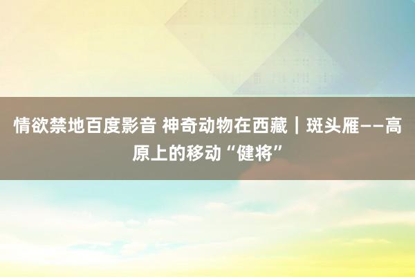 情欲禁地百度影音 神奇动物在西藏｜斑头雁——高原上的移动“健将”