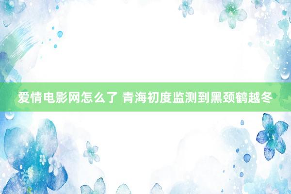 爱情电影网怎么了 青海初度监测到黑颈鹤越冬