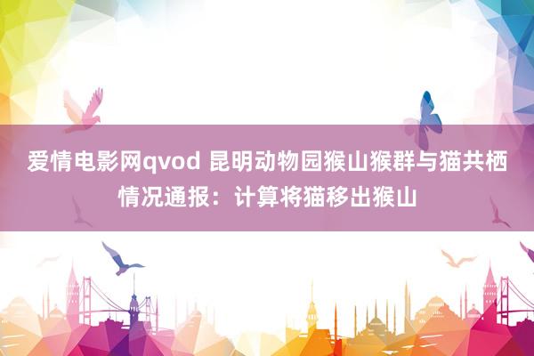 爱情电影网qvod 昆明动物园猴山猴群与猫共栖情况通报：计算将猫移出猴山