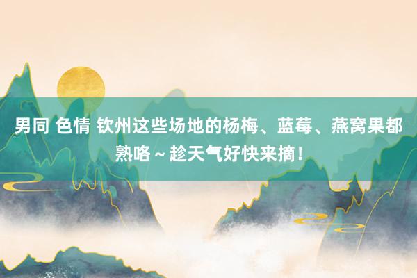 男同 色情 钦州这些场地的杨梅、蓝莓、燕窝果都熟咯～趁天气好快来摘！
